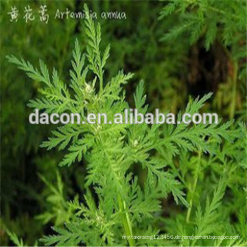 Artemisia annula Extraktpulver